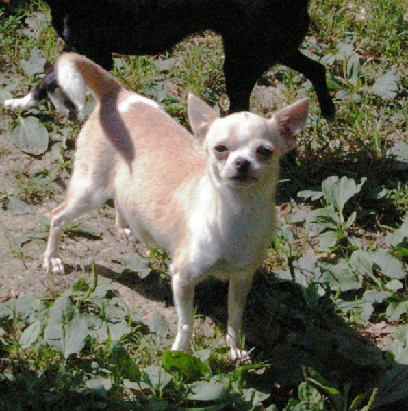 Les Chihuahua de l'affixe des Merveilles de Juliette