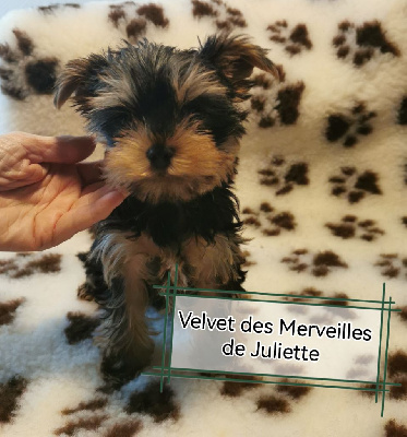 des Merveilles de Juliette - Yorkshire Terrier - Portée née le 28/04/2024