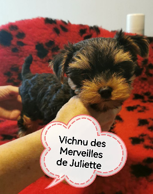 des Merveilles de Juliette - Yorkshire Terrier - Portée née le 28/04/2024