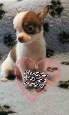 des Merveilles de Juliette - Chihuahua - Portée née le 20/04/2024