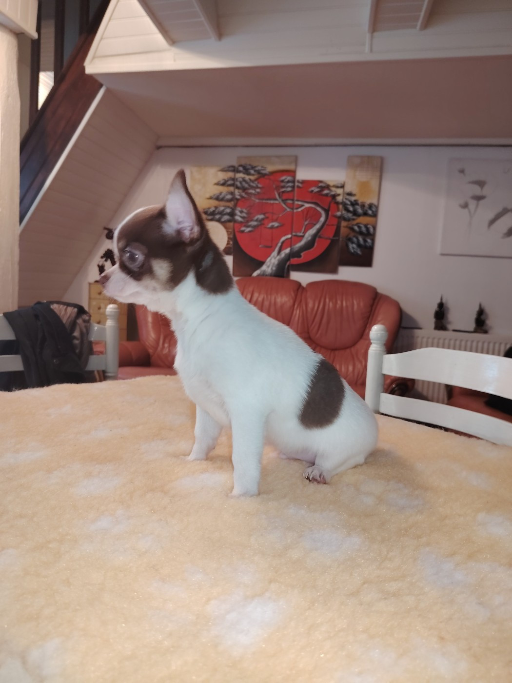 des Merveilles de Juliette - Dernieres portees.