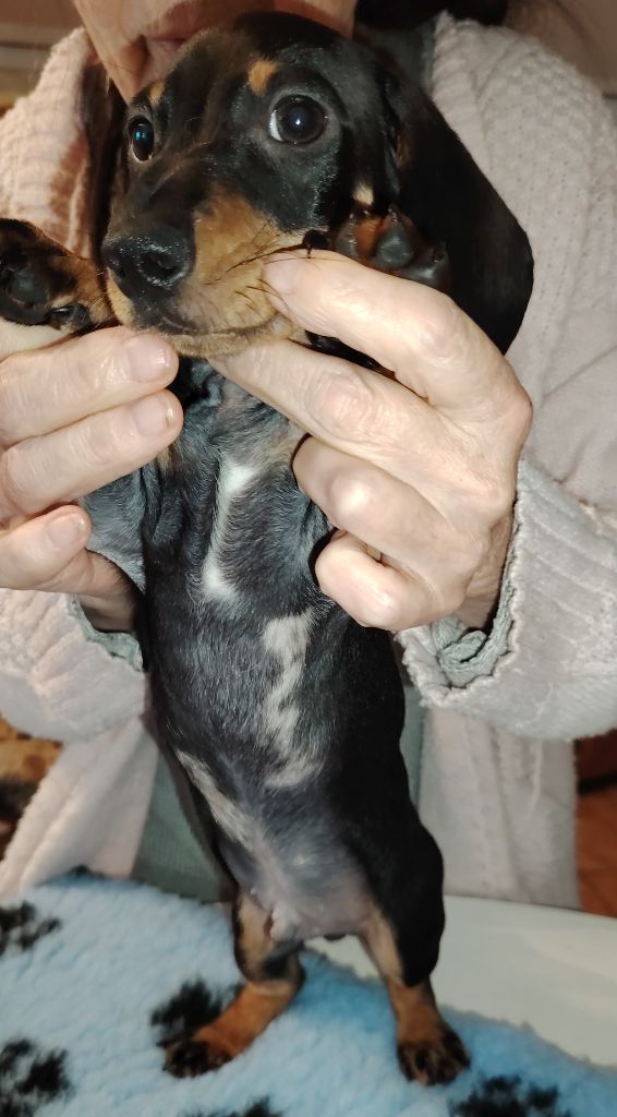 des Merveilles de Juliette - Chiots disponibles - Teckel poil ras