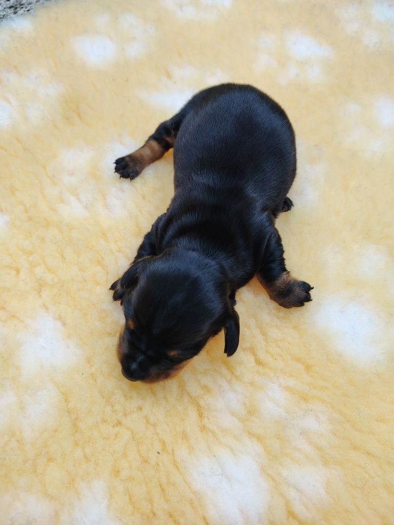 des Merveilles de Juliette - Chiots disponibles - Teckel poil ras