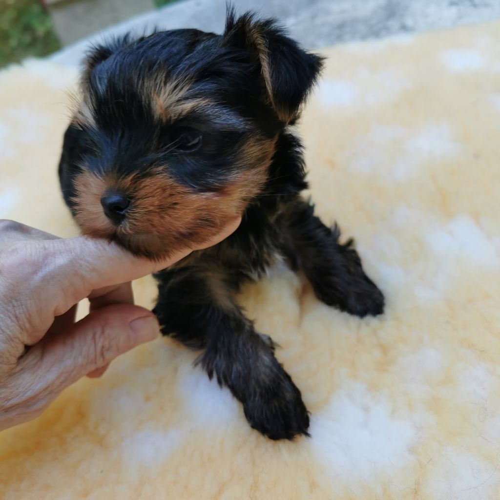 des Merveilles de Juliette - Chiots disponibles - Yorkshire Terrier