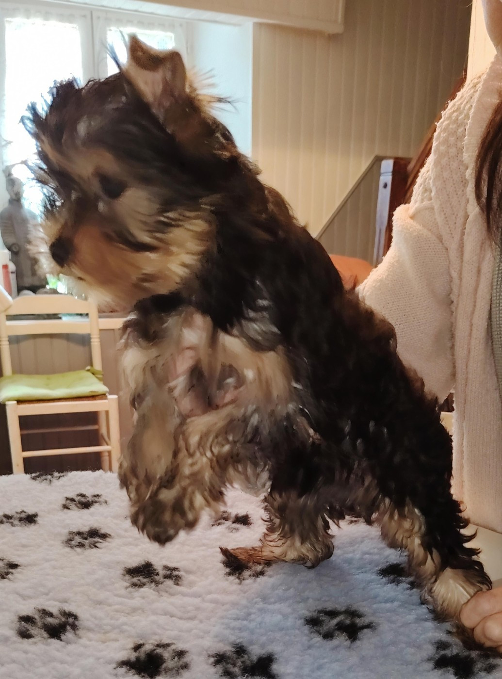 des Merveilles de Juliette - Chiots disponibles - Yorkshire Terrier