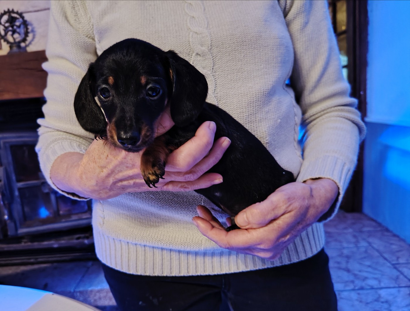 des Merveilles de Juliette - Chiots disponibles - Teckel poil ras