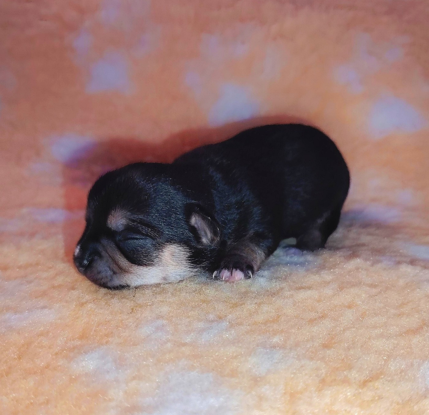 des Merveilles de Juliette - Chiots disponibles - Chihuahua
