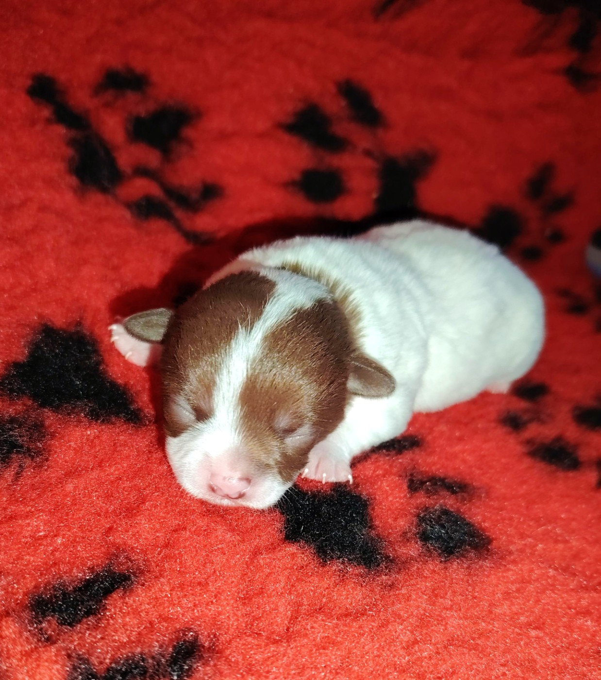 des Merveilles de Juliette - Chiots disponibles - Chihuahua