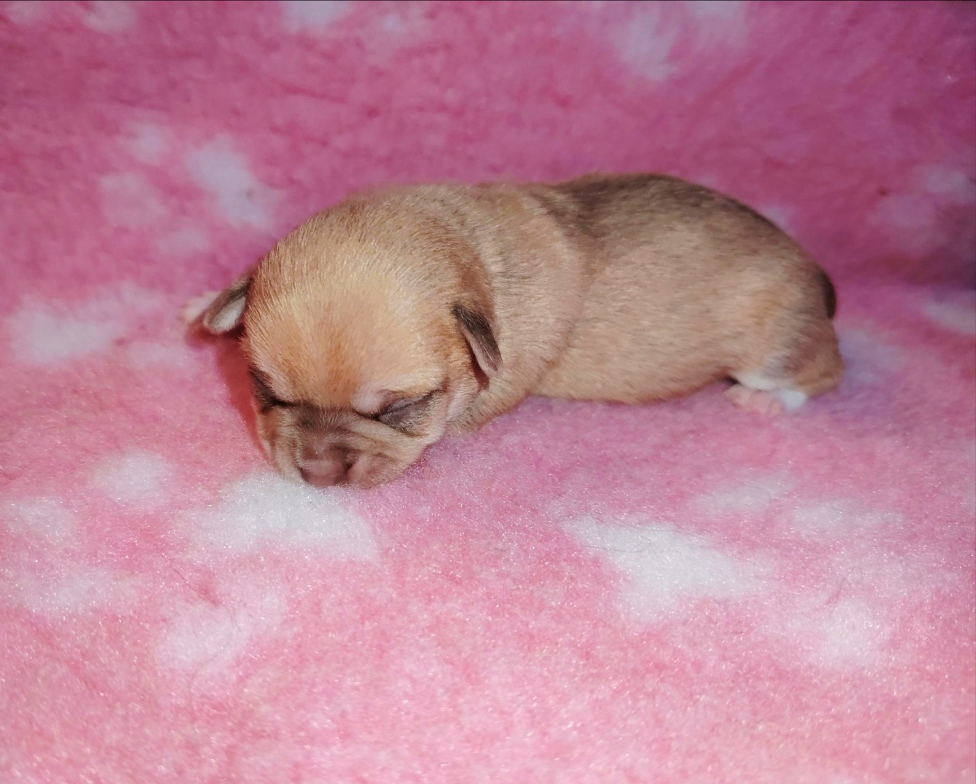 des Merveilles de Juliette - Chiots disponibles - Chihuahua