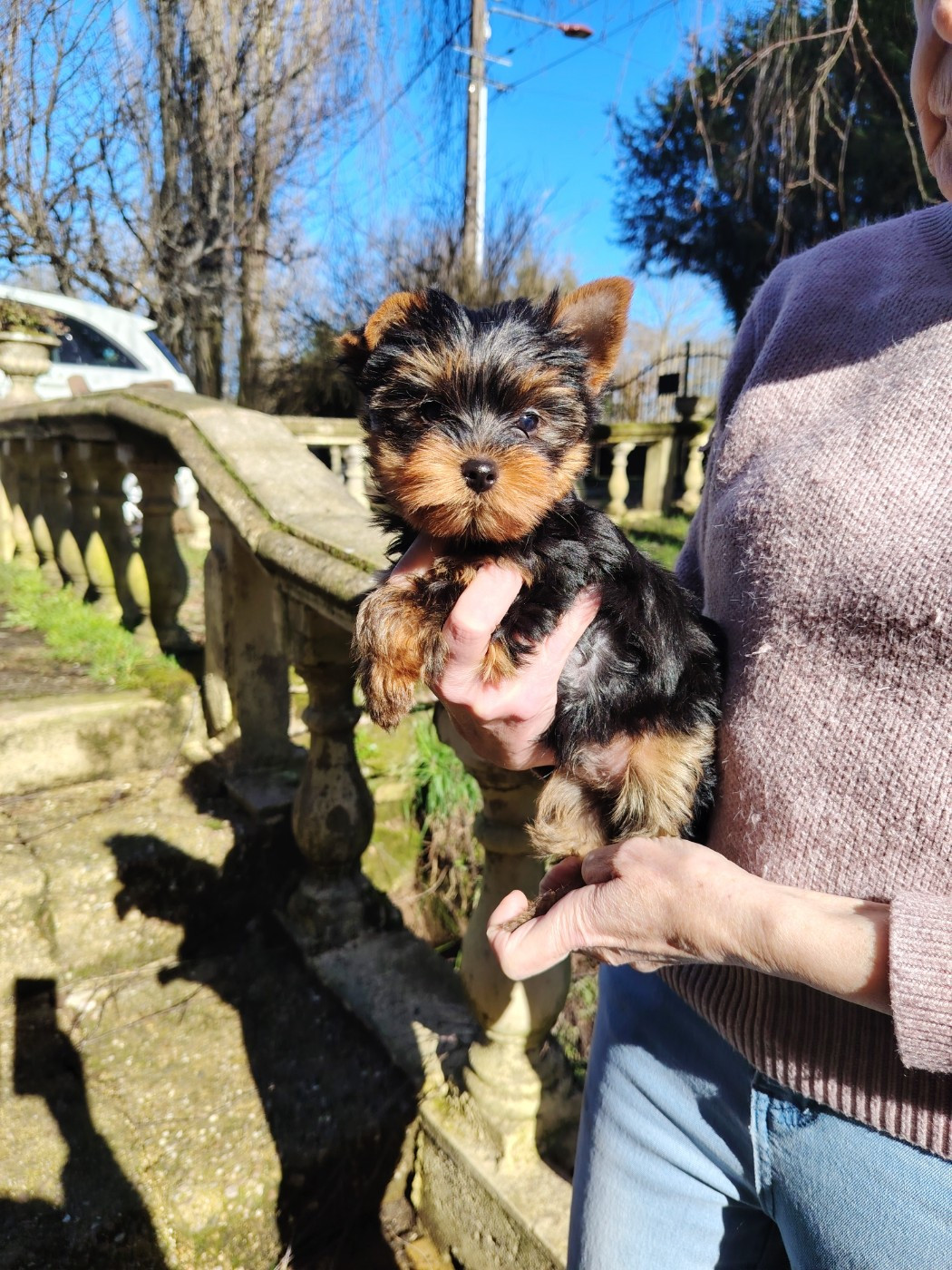 des Merveilles de Juliette - Chiots disponibles - Yorkshire Terrier