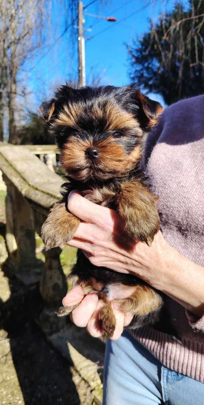 des Merveilles de Juliette - Chiots disponibles - Yorkshire Terrier
