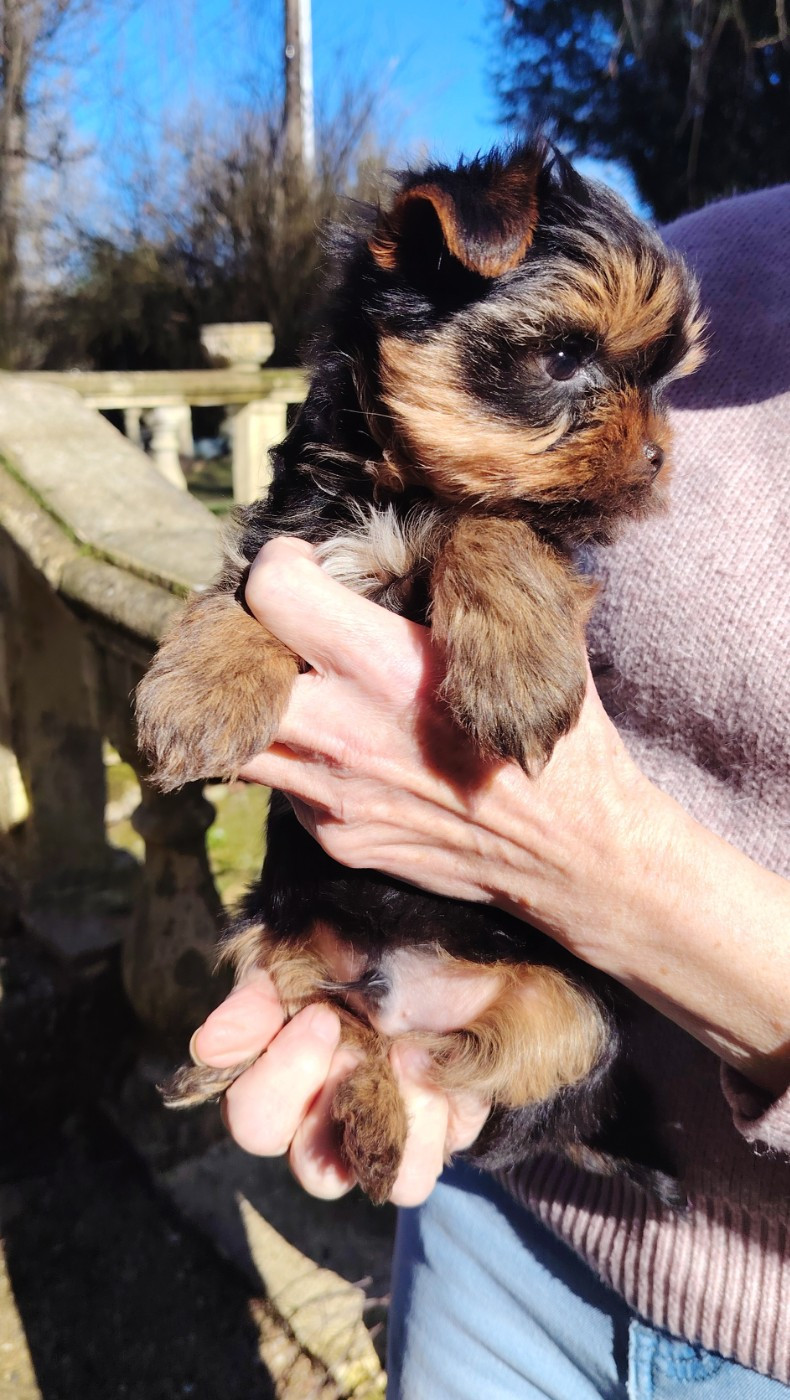 des Merveilles de Juliette - Chiots disponibles - Yorkshire Terrier