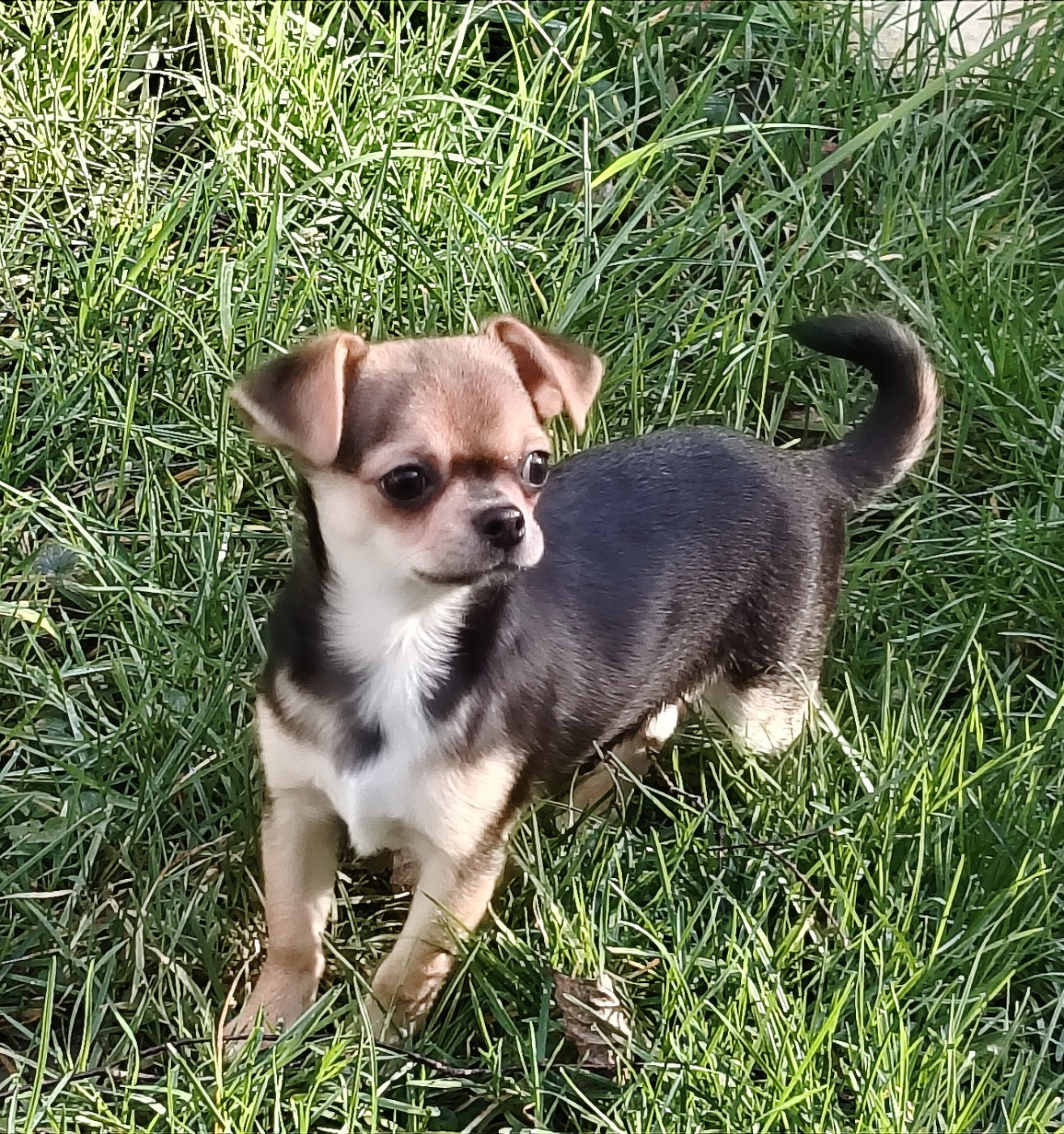 des Merveilles de Juliette - Chihuahua - Portée née le 08/11/2025