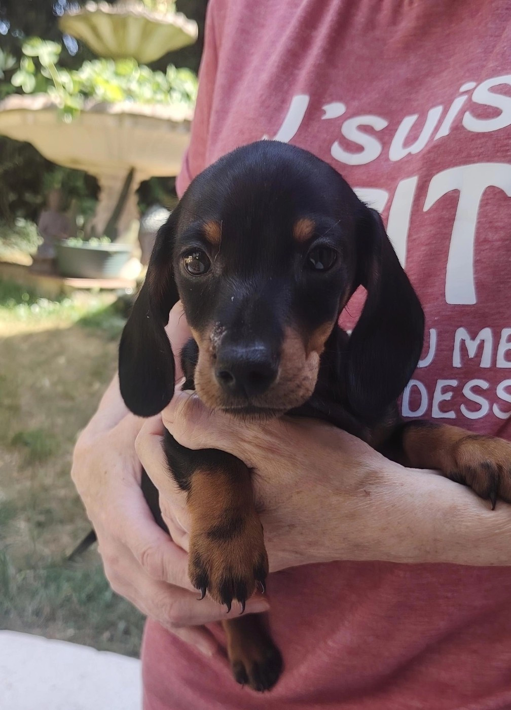 des Merveilles de Juliette - Chiots disponibles - Teckel poil ras