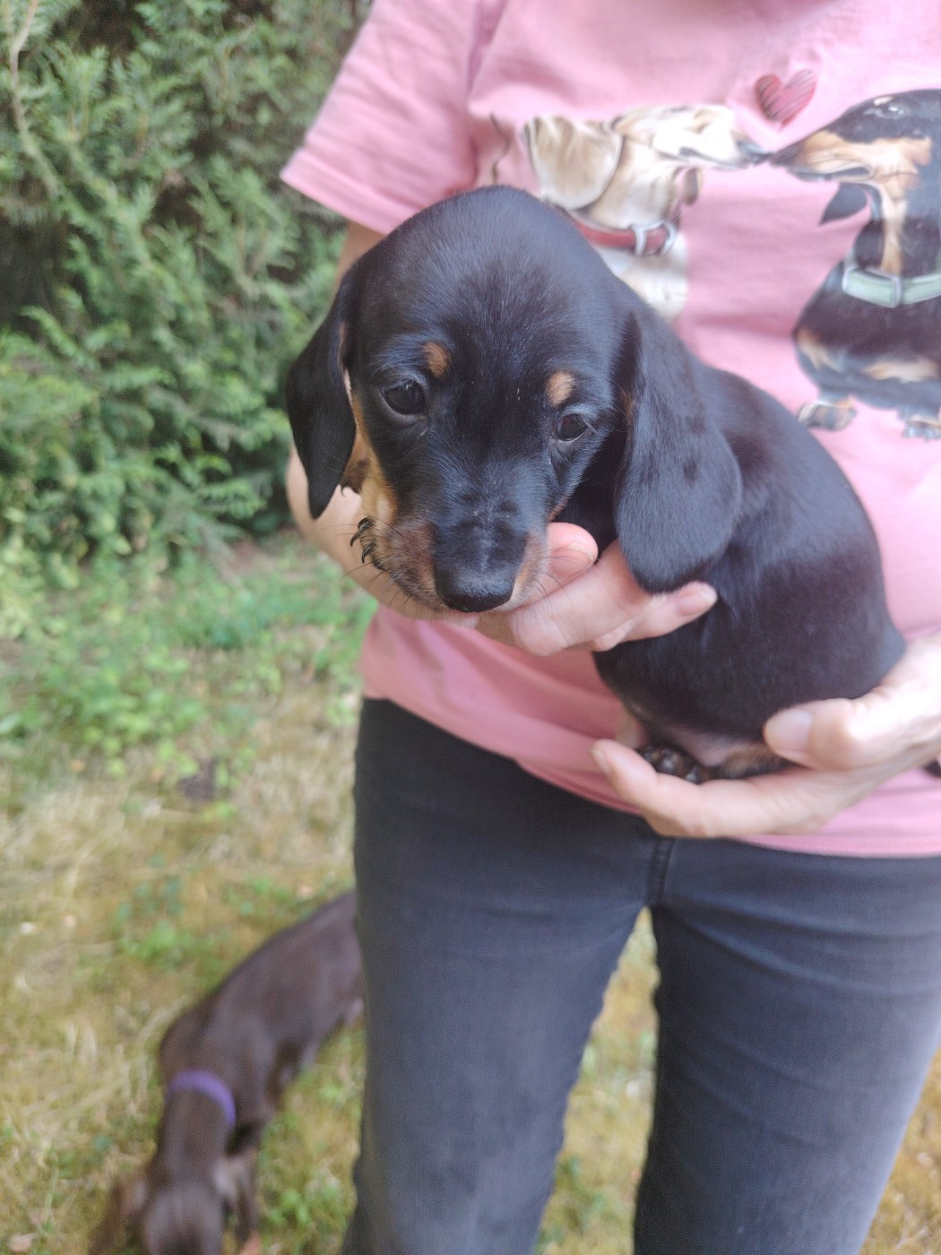 des Merveilles de Juliette - Chiots disponibles - Teckel poil ras