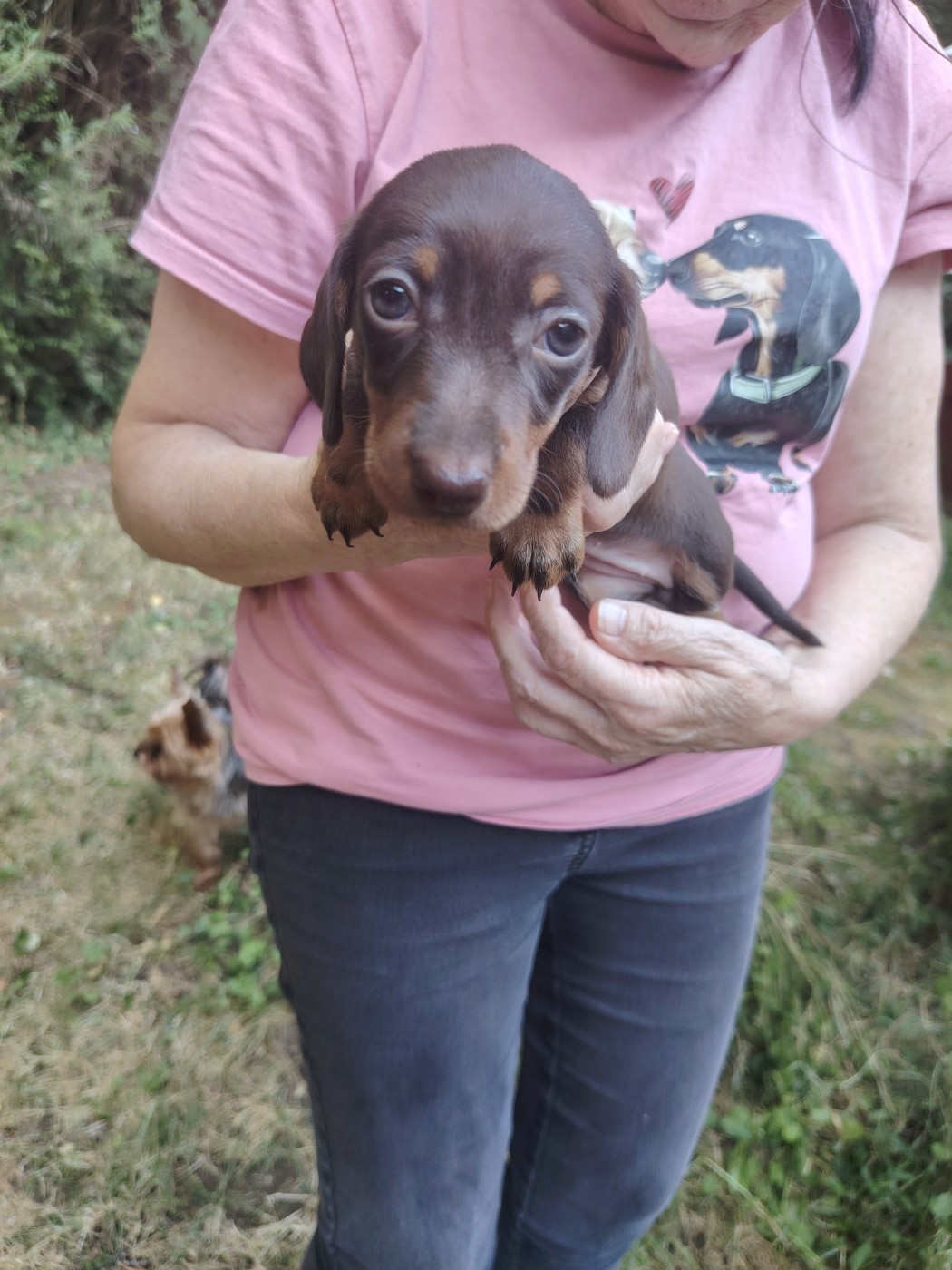 des Merveilles de Juliette - Chiots disponibles - Teckel poil ras