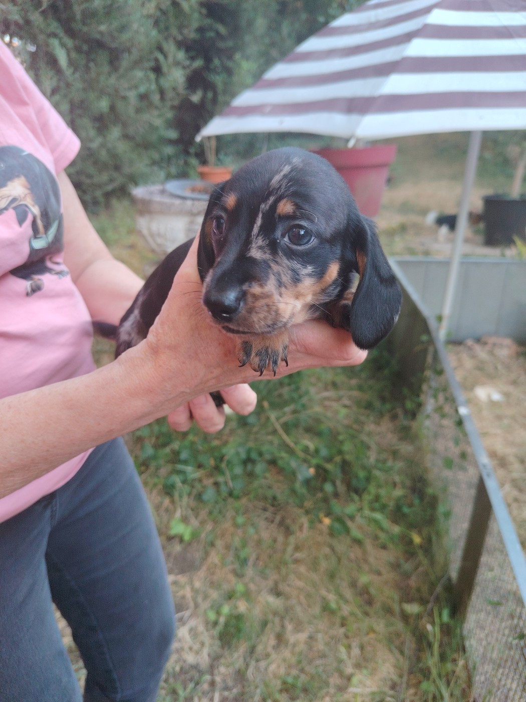 des Merveilles de Juliette - Chiots disponibles - Teckel poil ras