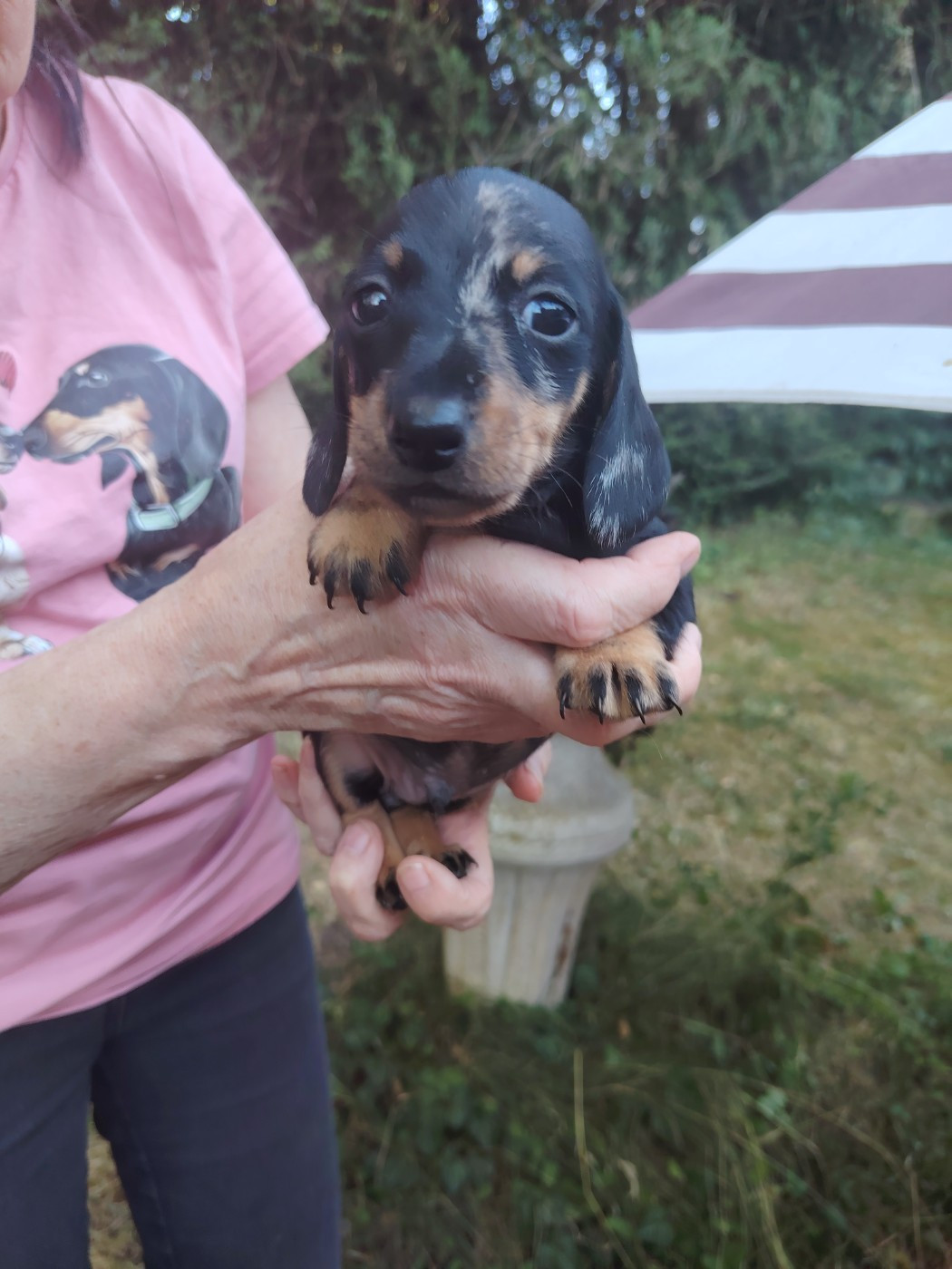 des Merveilles de Juliette - Chiots disponibles - Teckel poil ras