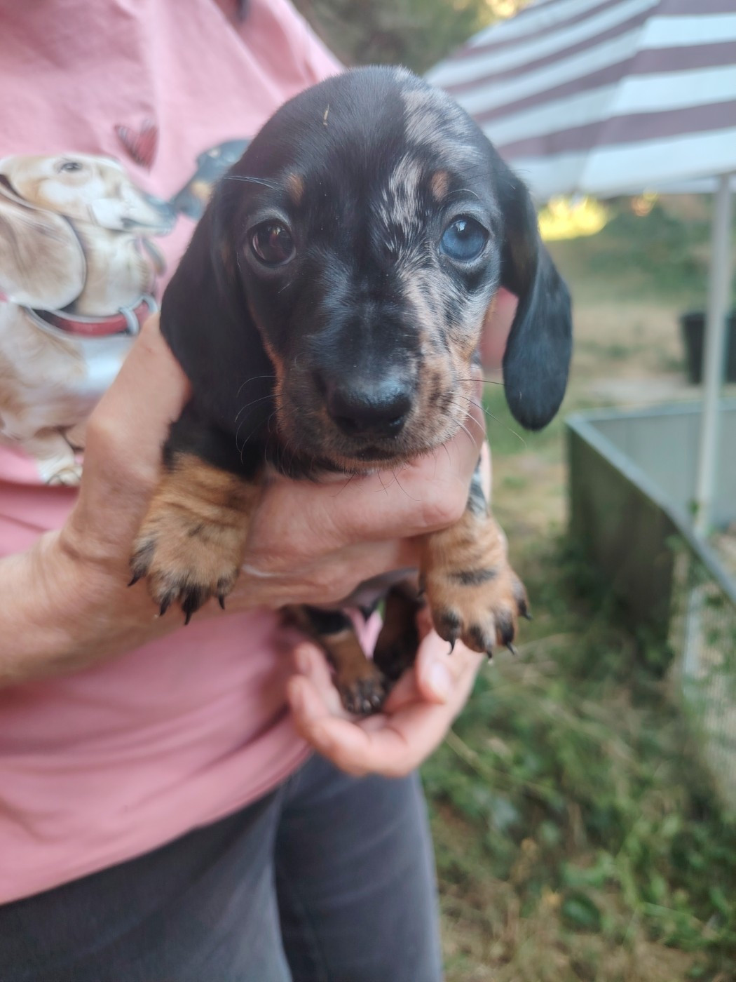 des Merveilles de Juliette - Chiots disponibles - Teckel poil ras