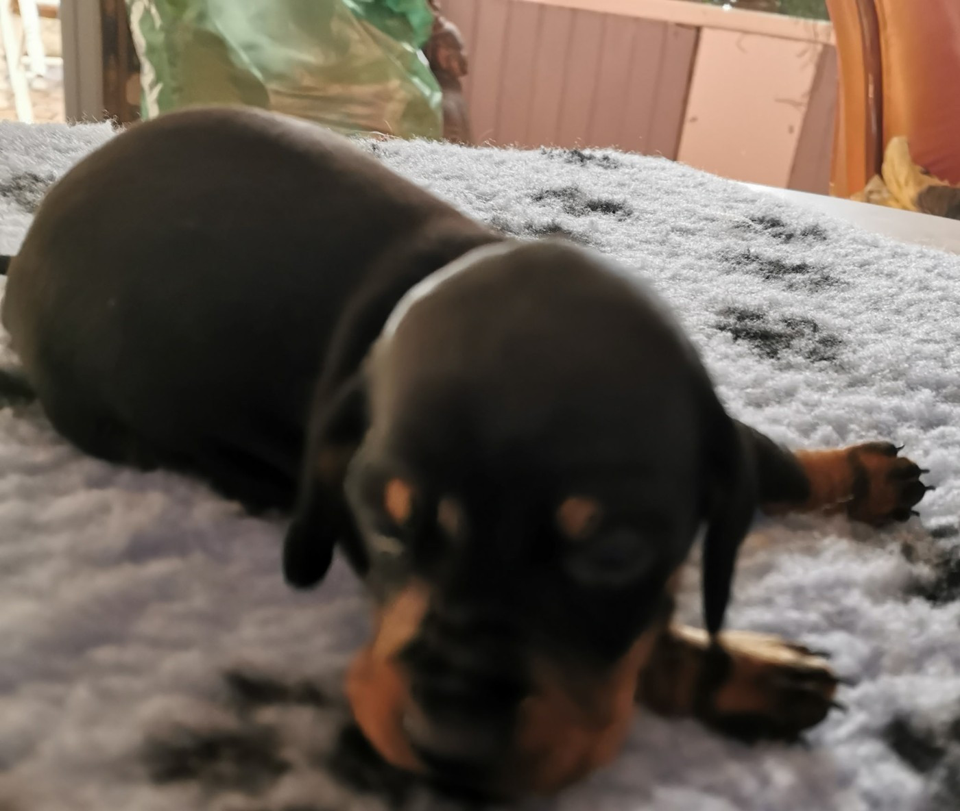 des Merveilles de Juliette - Chiots disponibles - Teckel poil ras