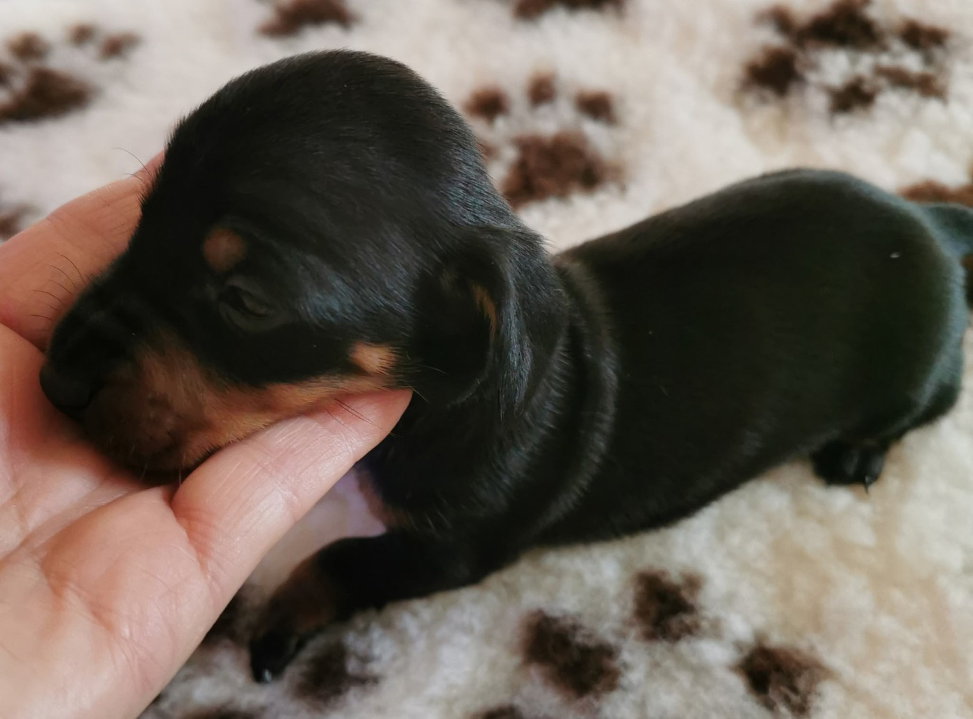 des Merveilles de Juliette - Chiots disponibles - Teckel poil ras