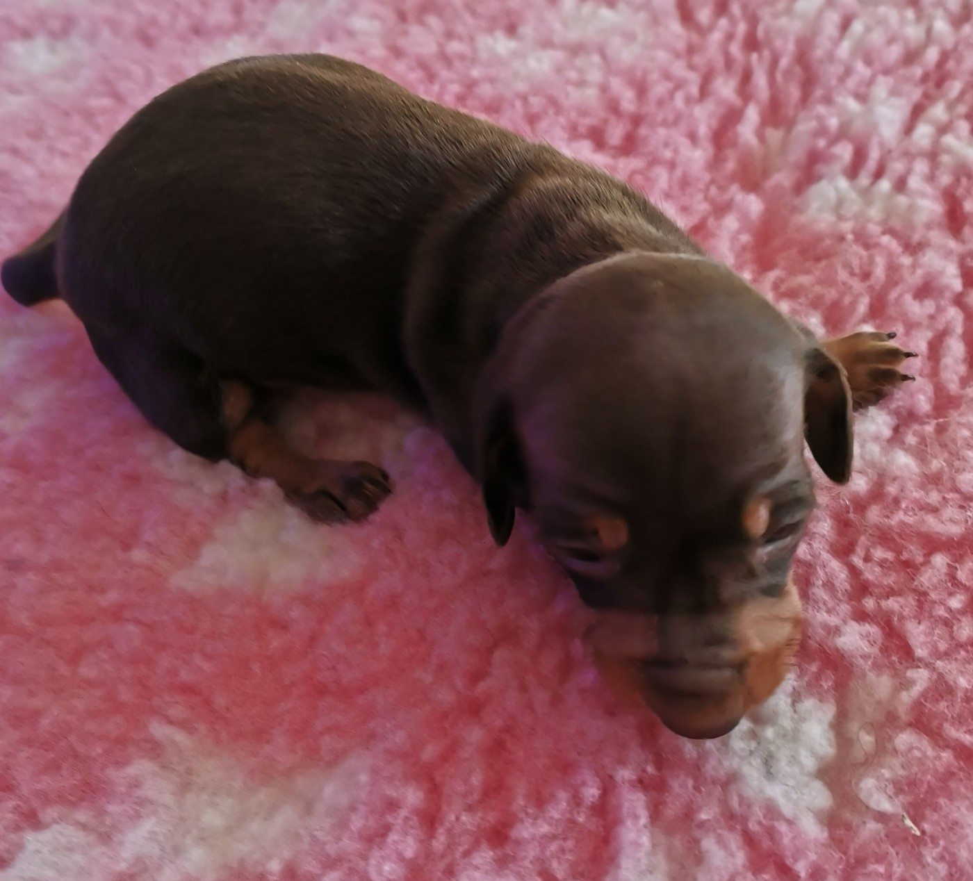 des Merveilles de Juliette - Chiots disponibles - Teckel poil ras