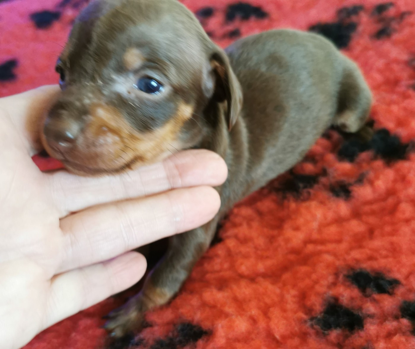 des Merveilles de Juliette - Chiots disponibles - Teckel poil ras