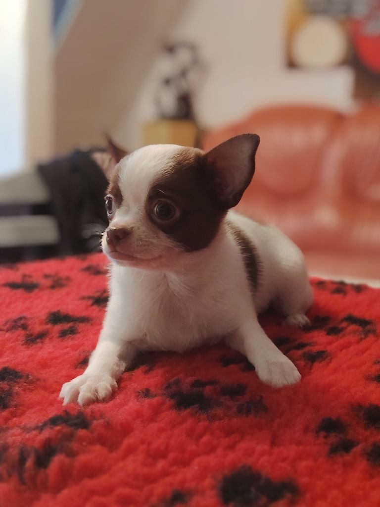 des Merveilles de Juliette - Chiots disponibles - Chihuahua