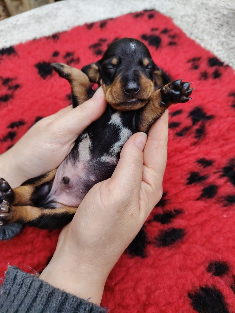des Merveilles de Juliette - Chiots disponibles - Teckel poil ras