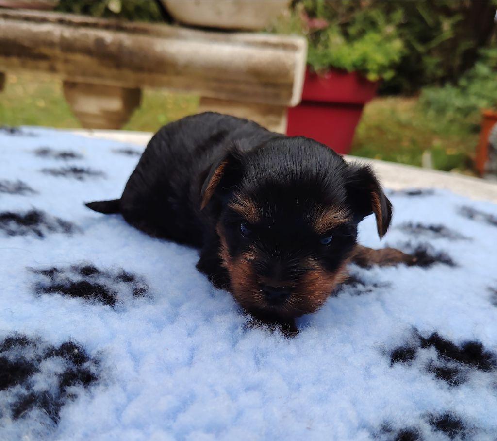 des Merveilles de Juliette - Chiots disponibles - Yorkshire Terrier