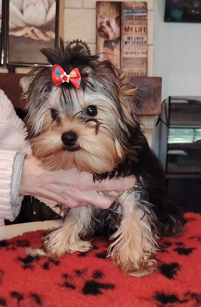 des Merveilles de Juliette - Chiots disponibles - Yorkshire Terrier