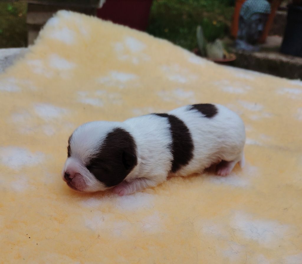 des Merveilles de Juliette - Chiots disponibles - Chihuahua