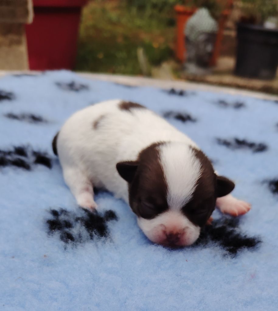 des Merveilles de Juliette - Chiots disponibles - Chihuahua