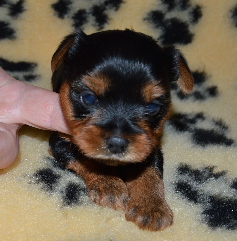 des Merveilles de Juliette - Yorkshire Terrier - Portée née le 19/11/2022