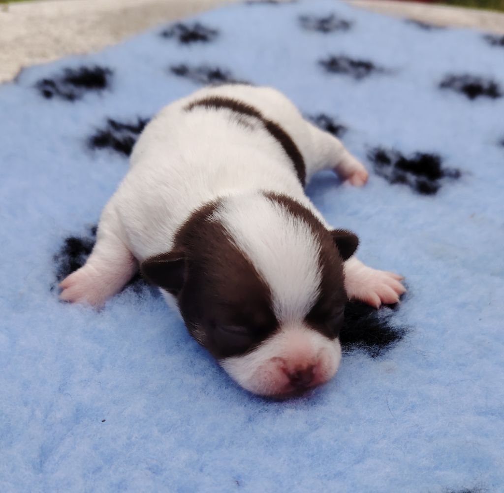 des Merveilles de Juliette - Chiots disponibles - Chihuahua