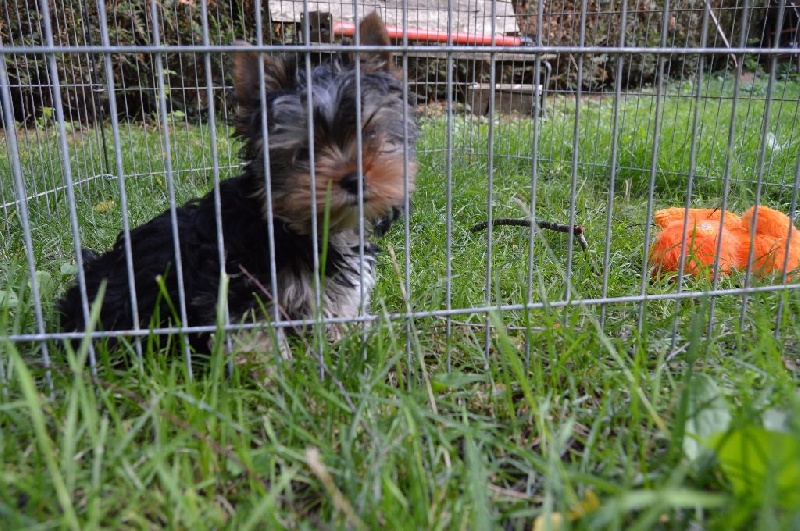 des Merveilles de Juliette - Yorkshire Terrier - Portée née le 14/04/2014