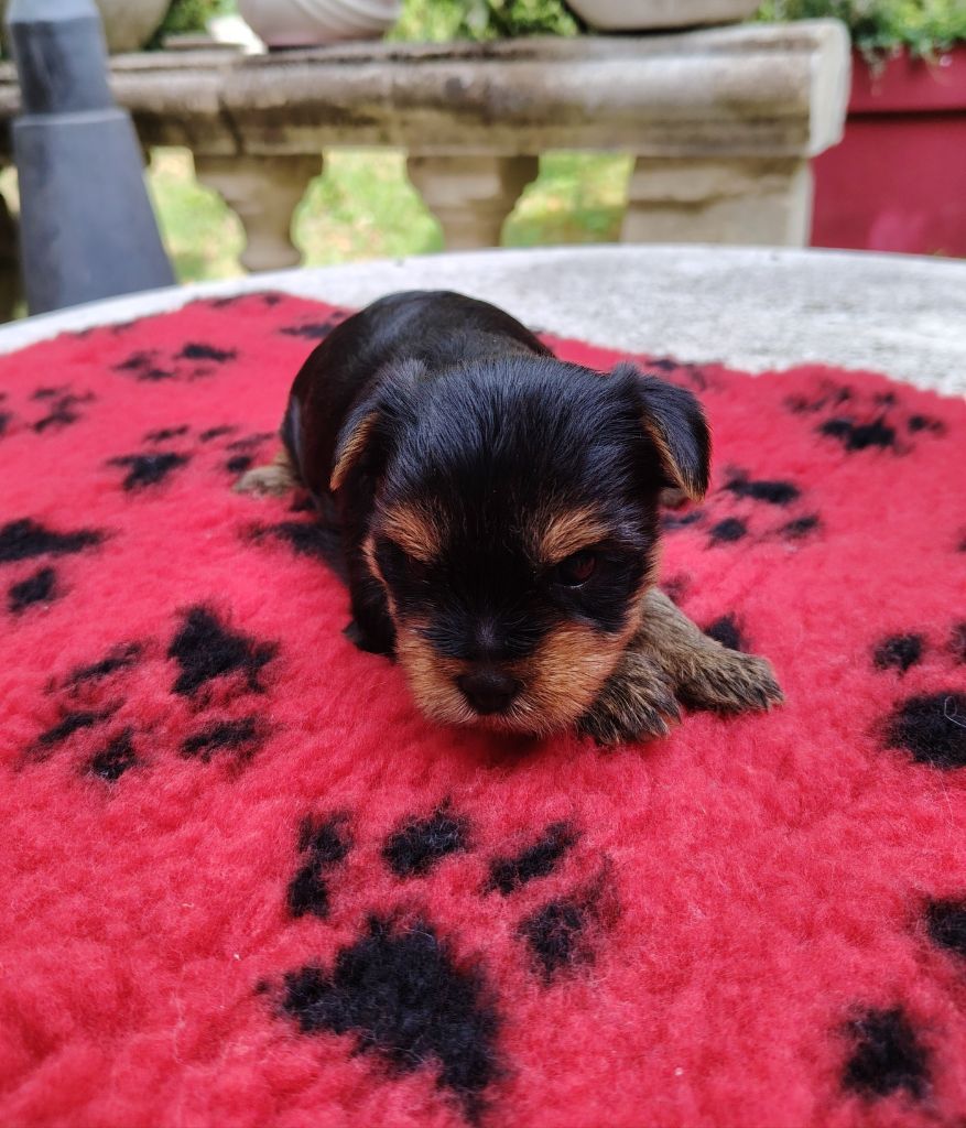des Merveilles de Juliette - Chiots disponibles - Yorkshire Terrier