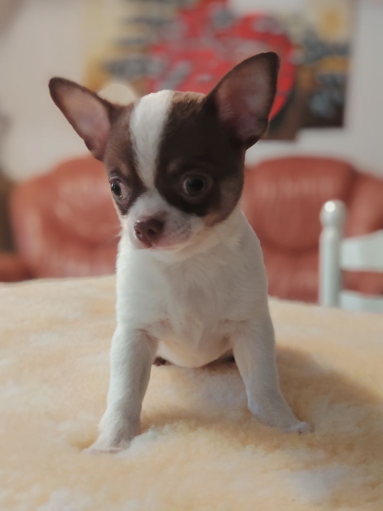 des Merveilles de Juliette - Chiots disponibles - Chihuahua