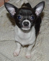 CHIOT