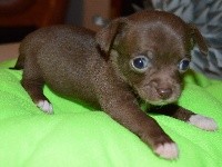 CHIOT
