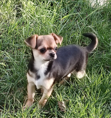 ANGEL des merveilles de juliette