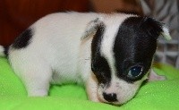 CHIOT
