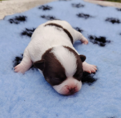 CHIOT 2