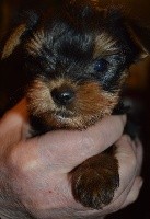 RUBY