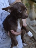 CHIOT
