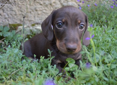 CHIOT