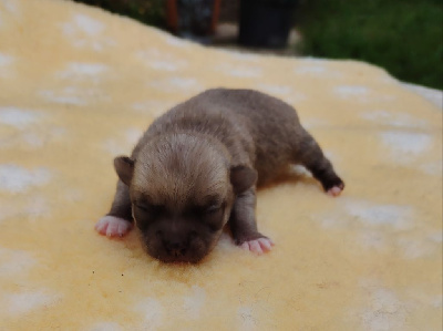 CHIOT 3