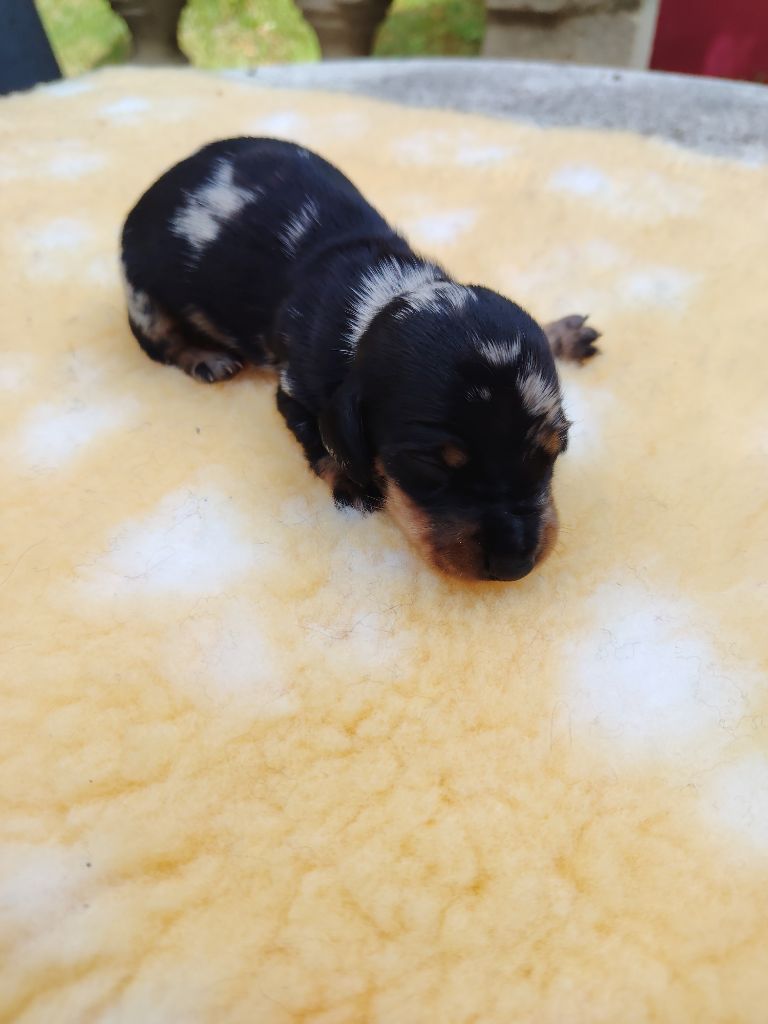 des Merveilles de Juliette - Chiots disponibles - Teckel poil ras