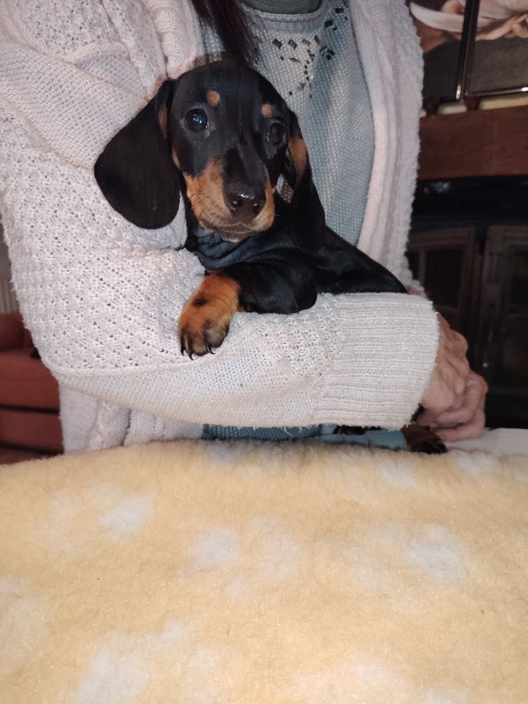 des Merveilles de Juliette - Chiots disponibles - Teckel poil ras