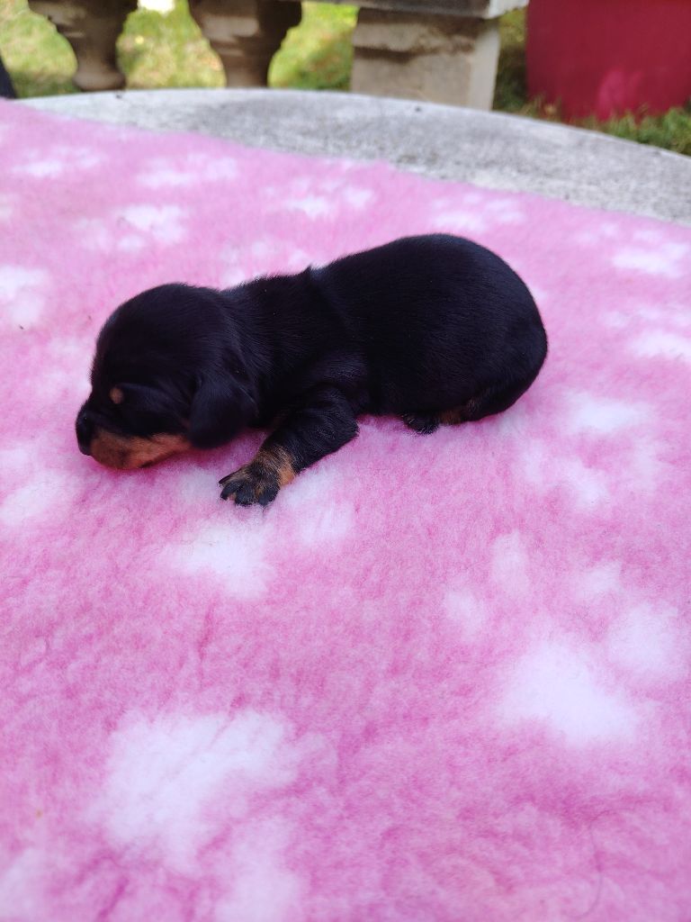 des Merveilles de Juliette - Chiots disponibles - Teckel poil ras